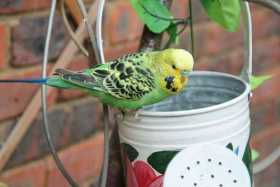 Lost Budgerigar