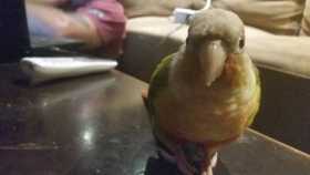 Lost Conure