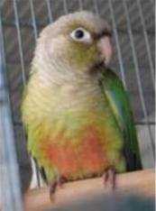 Lost Conure