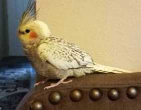 Lost Cockatiel