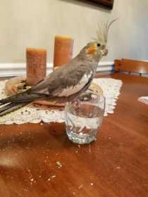Lost Cockatiel