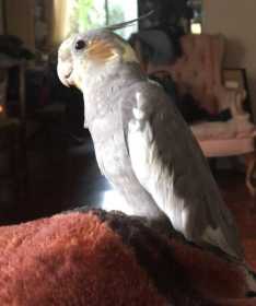 Lost Cockatiel