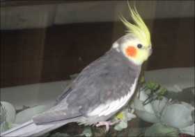 Lost Cockatiel