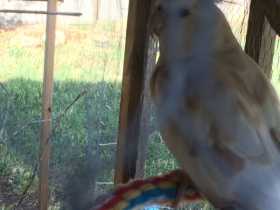 Lost Cockatiel