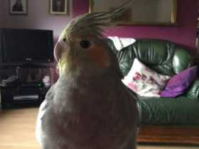 Lost Cockatiel