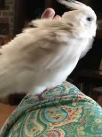 Lost Cockatiel