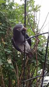 Lost African Grey