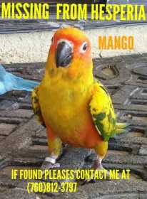 Lost Conure