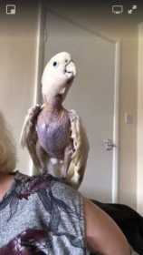 Lost Cockatoo