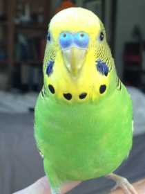 Lost Budgerigar