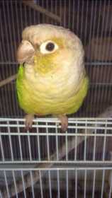 Lost Conure