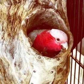 Lost Galah Cockatoo