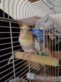 Lost Cockatiel