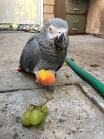 Lost African Grey