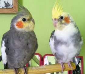 Lost Cockatiel