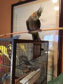 Lost Cockatiel