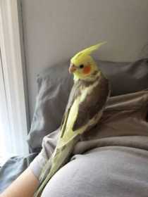 Lost Cockatiel