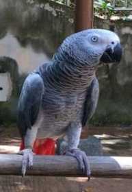 Lost African Grey