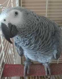 Lost African Grey