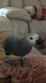 Lost African Grey