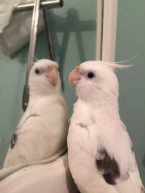 Lost Cockatiel