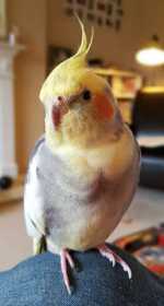 Lost Cockatiel