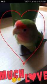 Lost Lovebird