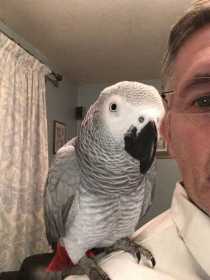 Lost African Grey