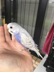 Lost Budgerigar