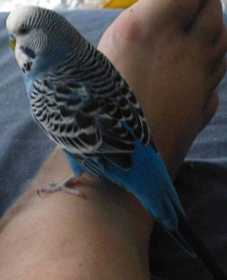 Lost Budgerigar