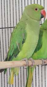 Lost Indian Ringneck Parakeet