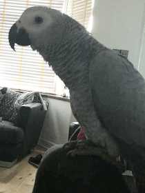 Lost African Grey