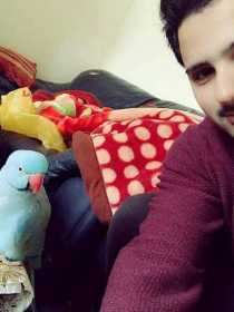 Lost Indian Ringneck Parakeet