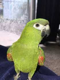 Lost Macaw