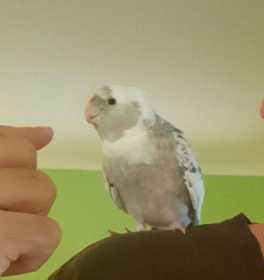 Lost Cockatiel