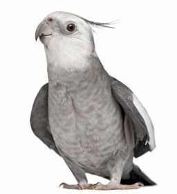 Lost Cockatiel