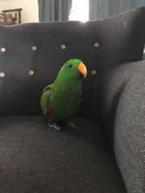 Lost Eclectus