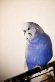 Lost Budgerigar