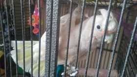 Lost Cockatoo