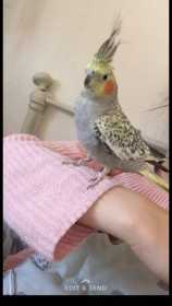 Lost Cockatiel