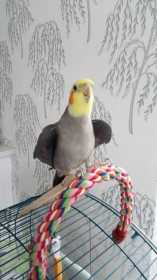 Lost Cockatiel