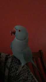 Lost Indian Ringneck Parakeet