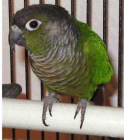 Lost Conure