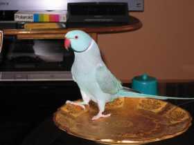 Lost Indian Ringneck Parakeet