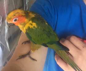 Lost Conure