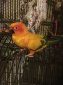 Lost Conure