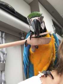 Lost Macaw