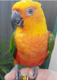 Lost Conure