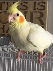 Lost Cockatiel