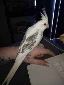 Lost Cockatiel